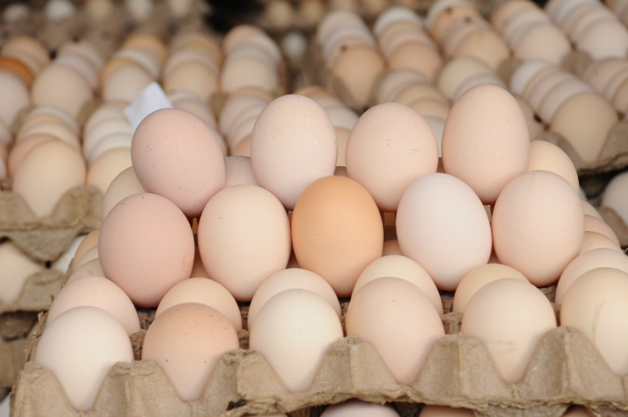 Broiler Hatching Eggs